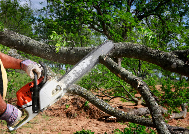 Best Tree Removal  in North Hobbs, NM